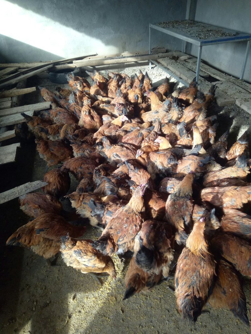 青脚肉鸡