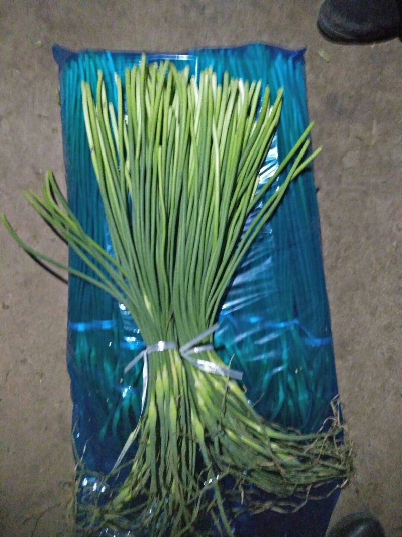 山东蒜薹产地直供，50～60mm，支持全国发货