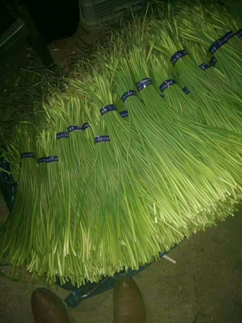 山东蒜薹产地直供，50～60mm，支持全国发货