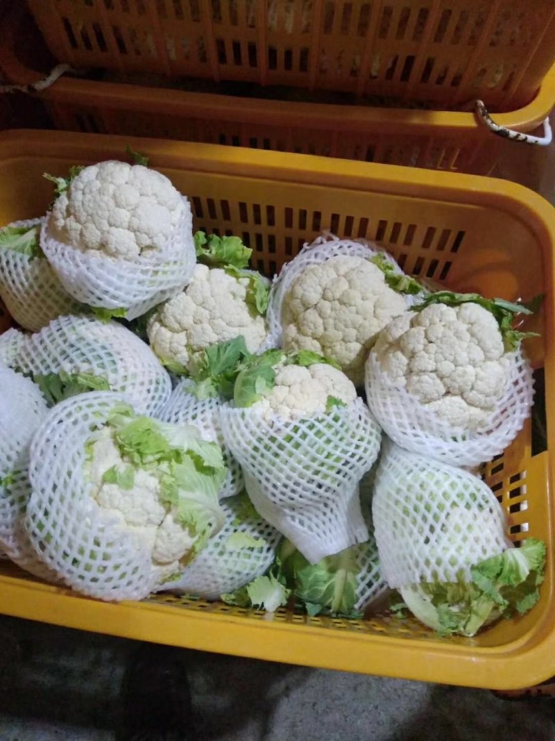 有机花白花菜