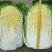 大白菜有机花白花菜包菜甘蓝白萝卜黄