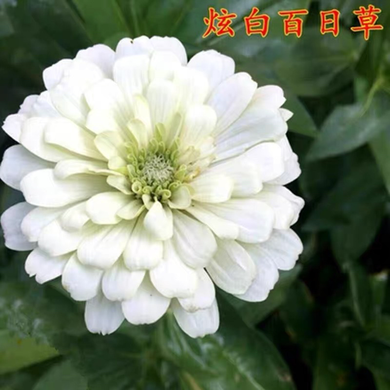 【一件代发】百日草花种子四季易种室外阳台花子开花不断