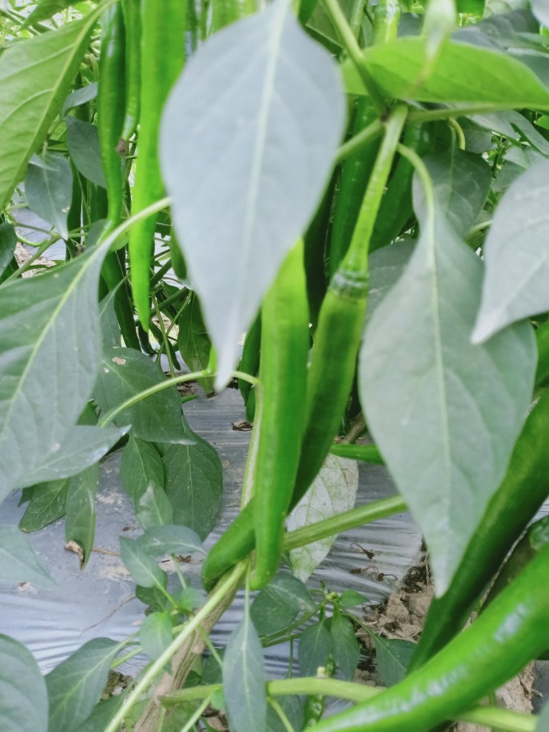 2号椒.3号椒.8号椒螺丝椒等等