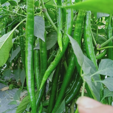 2号椒.3号椒.8号椒螺丝椒等等