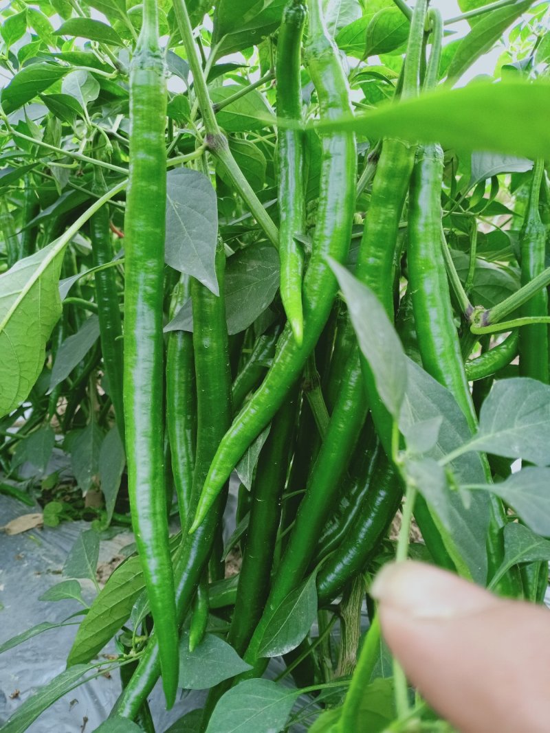 2号椒.3号椒.8号椒螺丝椒等等
