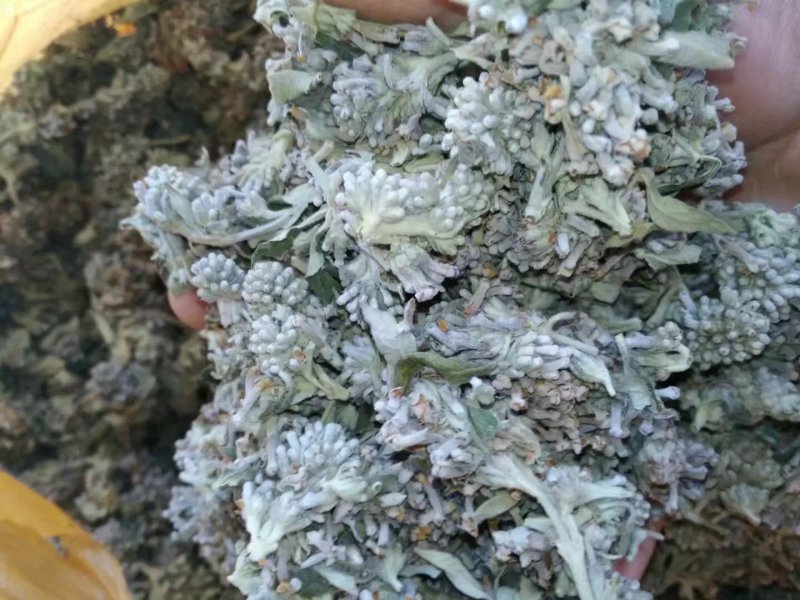 中药材野生密蒙花，新花上市中，只做生态搬运工