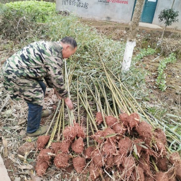 斑竹绿化斑竹各类竹苗各个规格保质保量发货