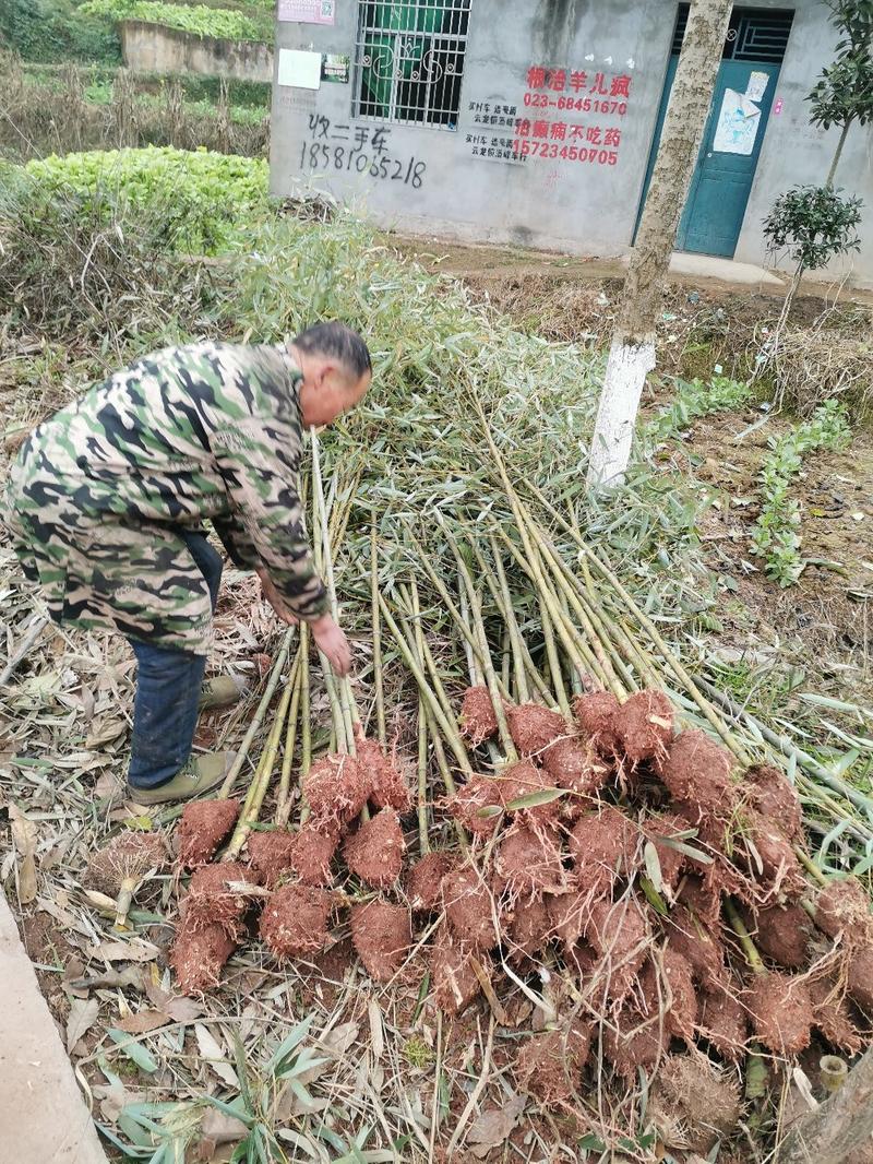 斑竹绿化斑竹各类竹苗各个规格保质保量发货