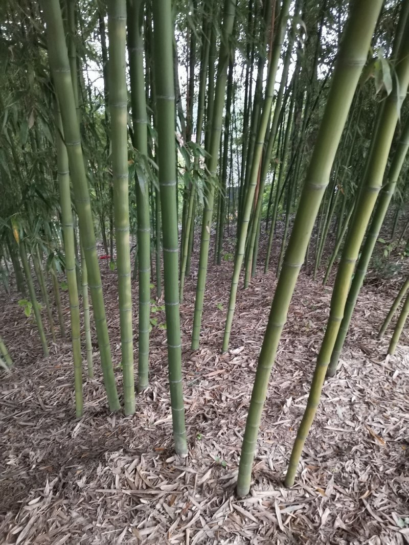 竹子-钢竹绿化斑竹各类竹苗各个规格保质保量发货