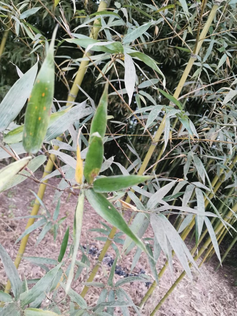 竹子-钢竹绿化斑竹各类竹苗各个规格保质保量发货