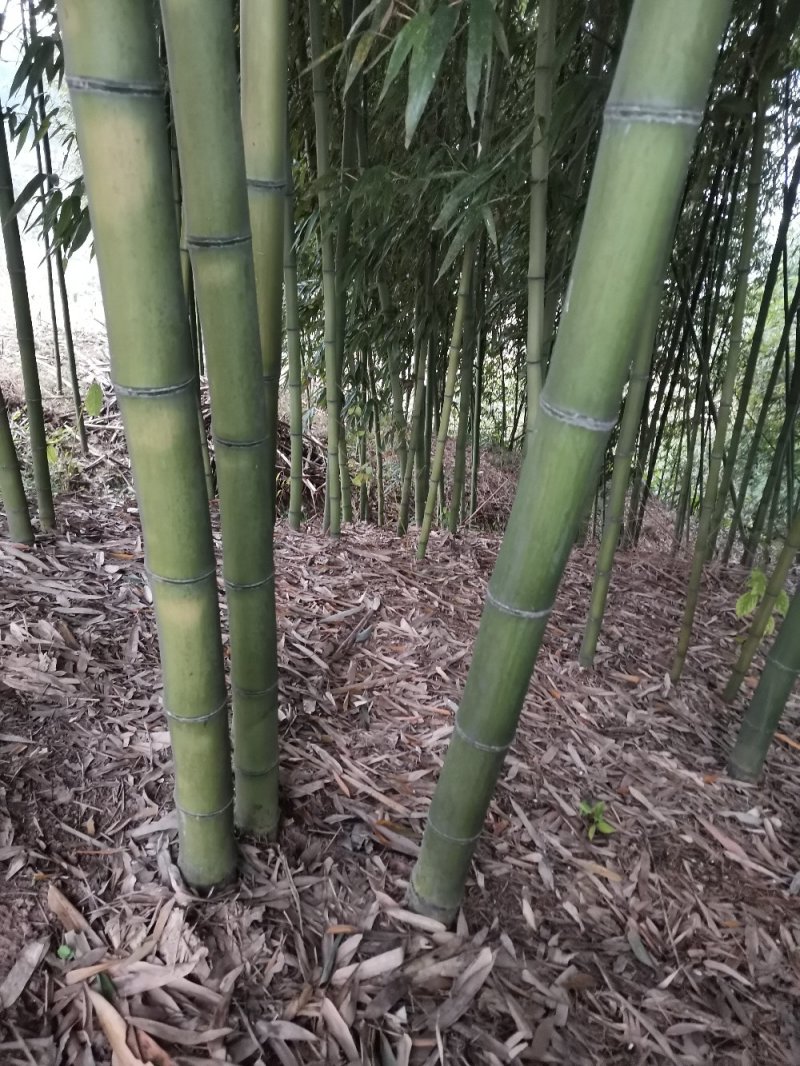 竹子-钢竹绿化斑竹各类竹苗各个规格保质保量发货