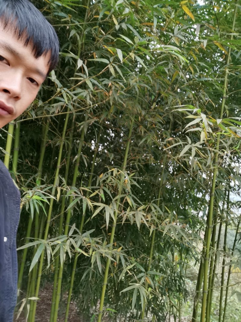 竹子-钢竹绿化斑竹各类竹苗各个规格保质保量发货