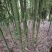 竹子-钢竹绿化斑竹各类竹苗各个规格保质保量发货