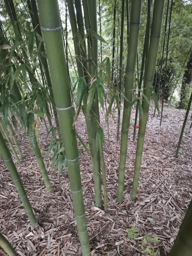 竹子-钢竹绿化斑竹各类竹苗各个规格保质保量发货