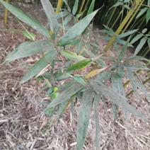 竹子-钢竹绿化斑竹各类竹苗各个规格保质保量发货
