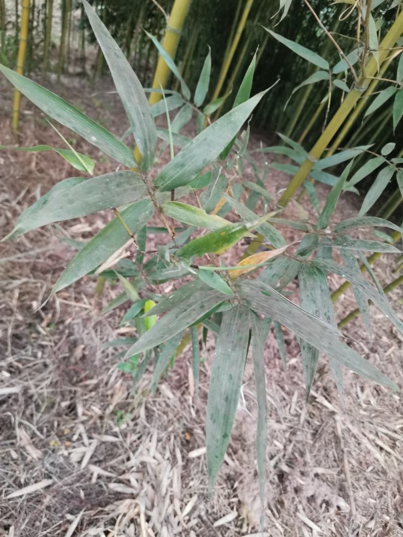 竹子-钢竹绿化斑竹各类竹苗各个规格保质保量发货
