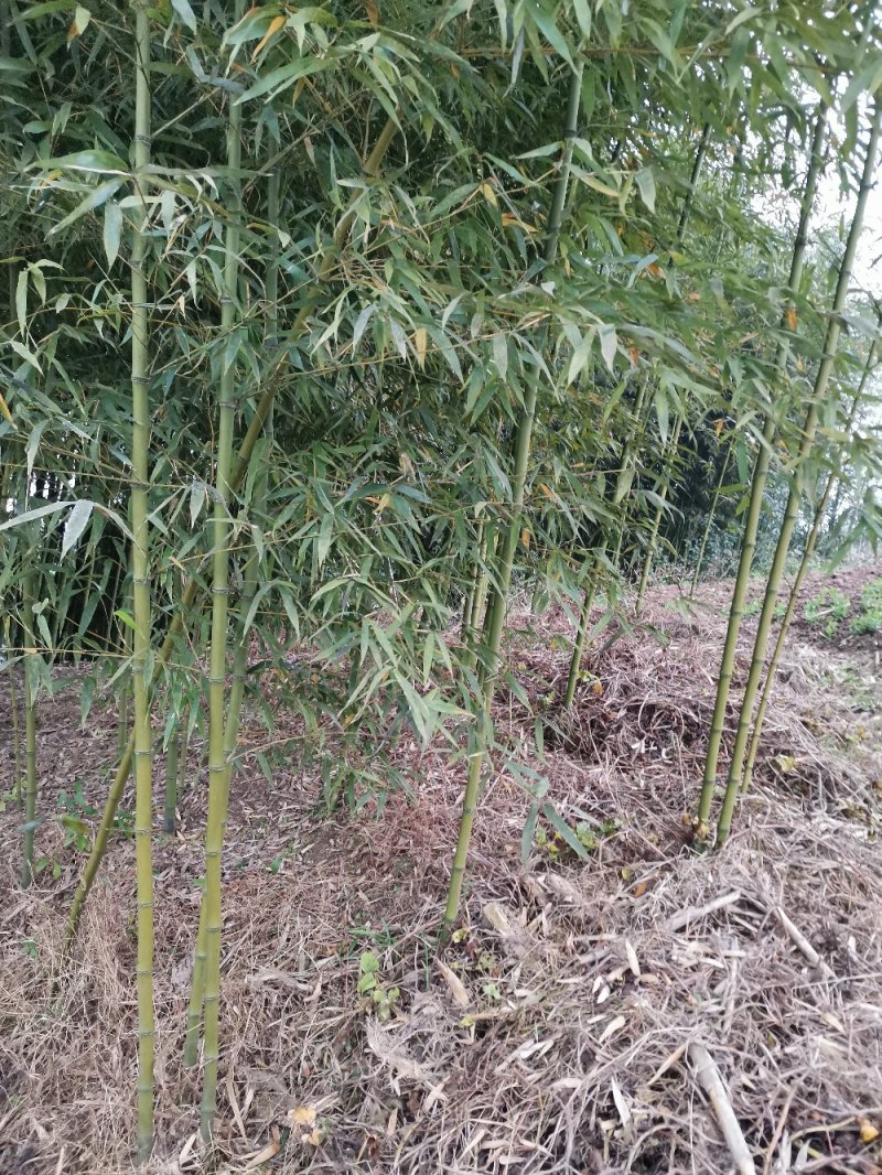 竹子-钢竹绿化斑竹各类竹苗各个规格保质保量发货