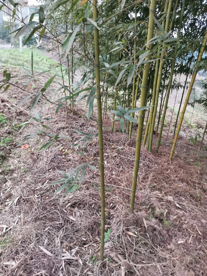 竹子-钢竹绿化斑竹各类竹苗各个规格保质保量发货