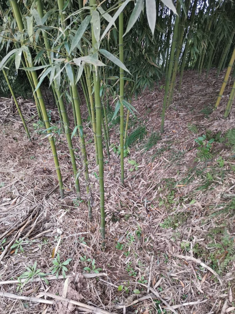 竹子-钢竹绿化斑竹各类竹苗各个规格保质保量发货