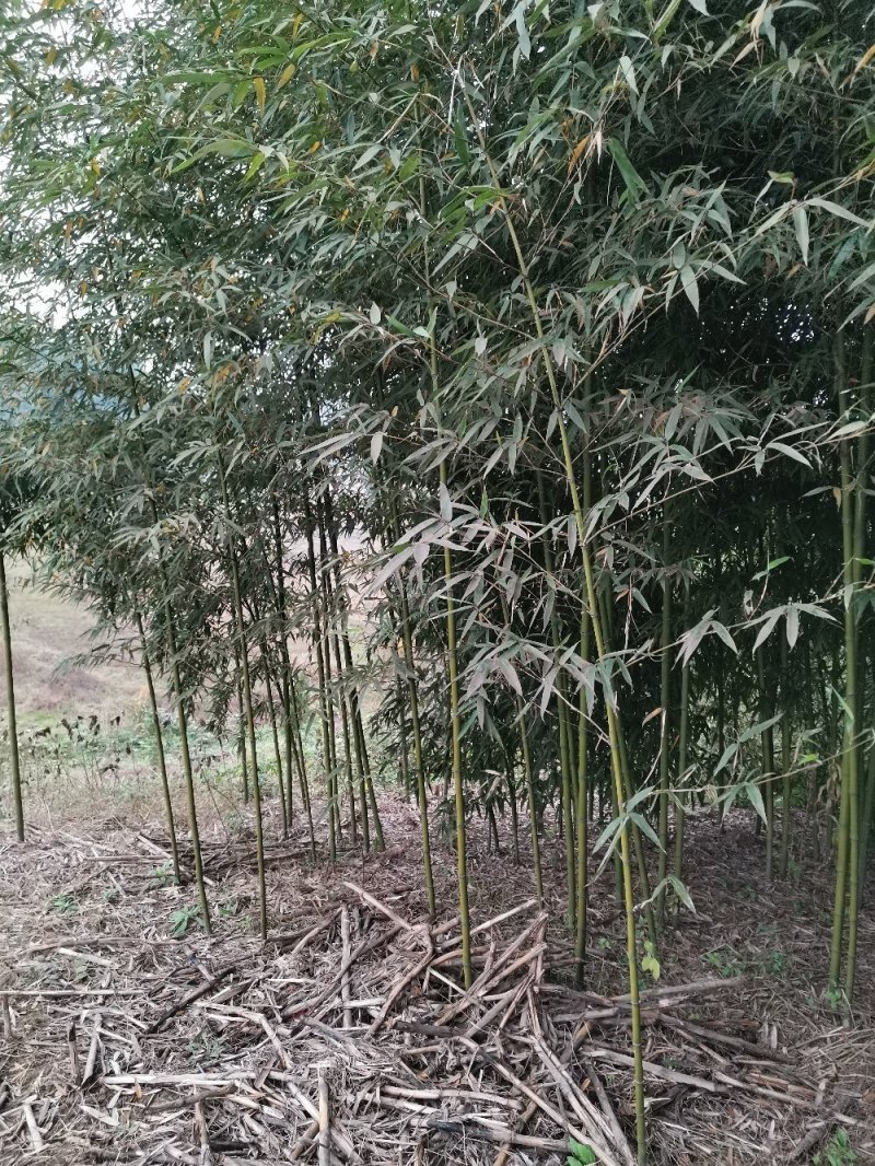 竹子-钢竹绿化斑竹各类竹苗各个规格保质保量发货