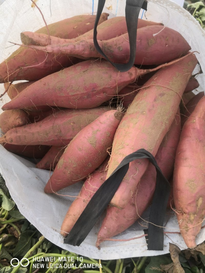 【节日特惠】糖化大果烟薯25红薯糖份高流糖无丝软糯香甜