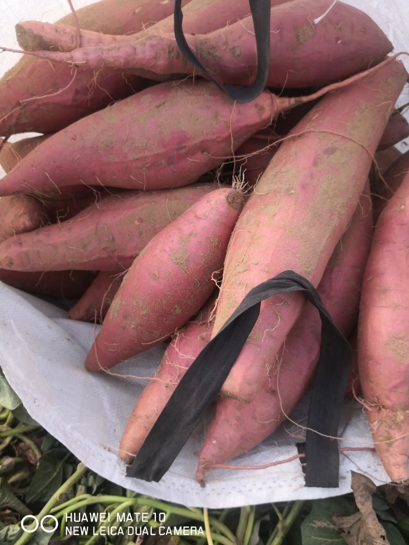 【节日特惠】糖化大果烟薯25红薯糖份高流糖无丝软糯香甜