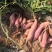 【节日特惠】糖化大果烟薯25红薯糖份高流糖无丝软糯香甜