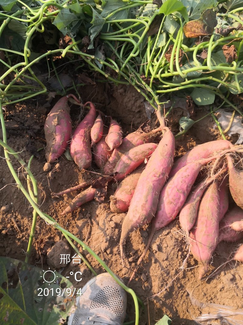 【节日特惠】糖化大果烟薯25红薯糖份高流糖无丝软糯香甜