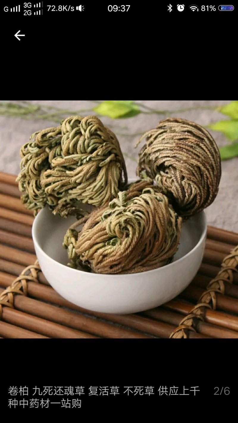 卷柏