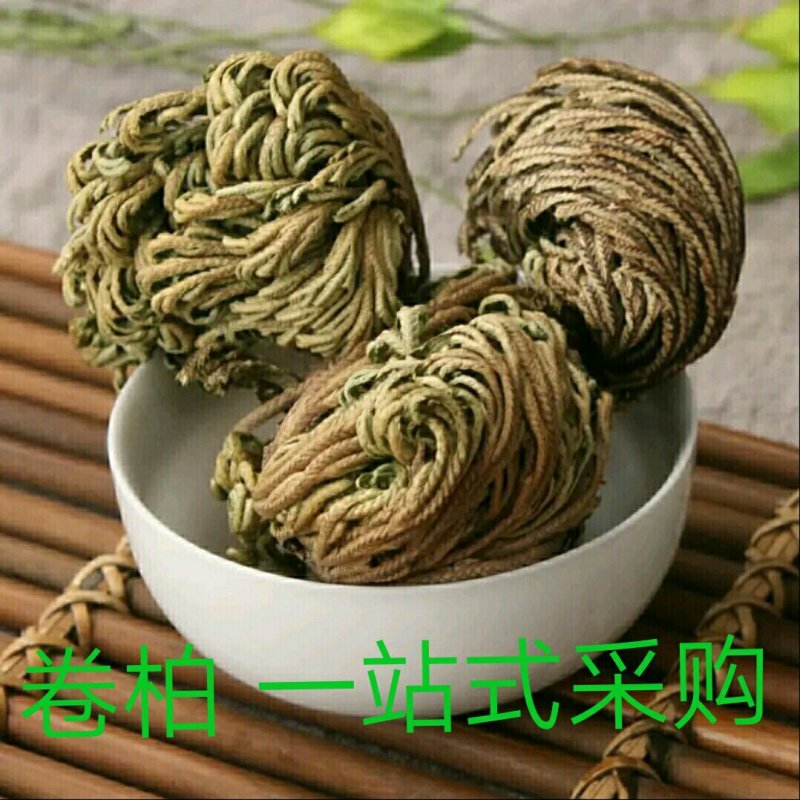 卷柏