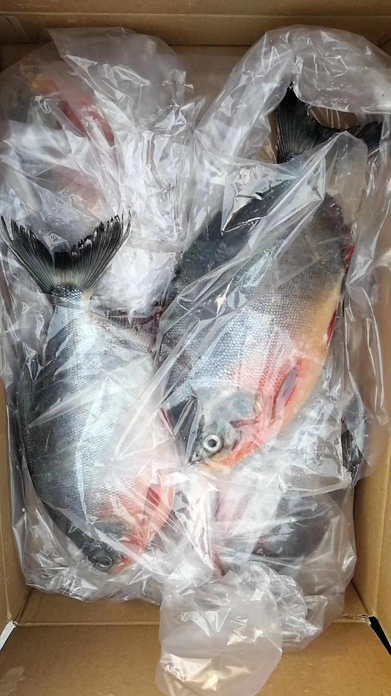 鲳鱼红鲳鱼速冻红鲳鱼开窗精品礼盒包装