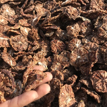 诺丽果干海巴戟干Noni干