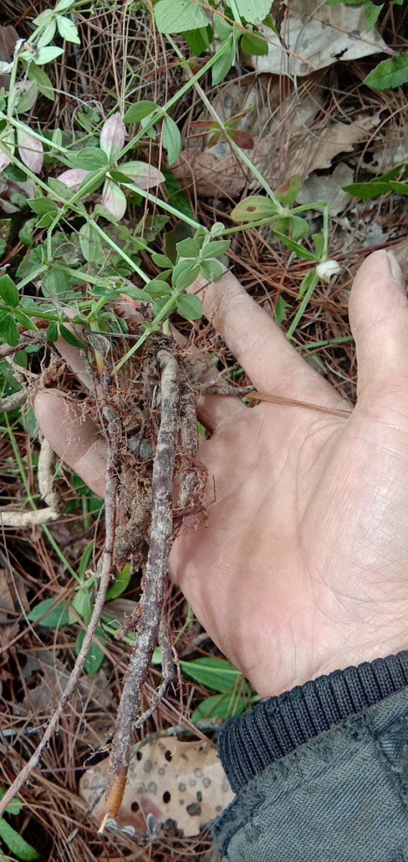 云南纯野生小红参，保证质量