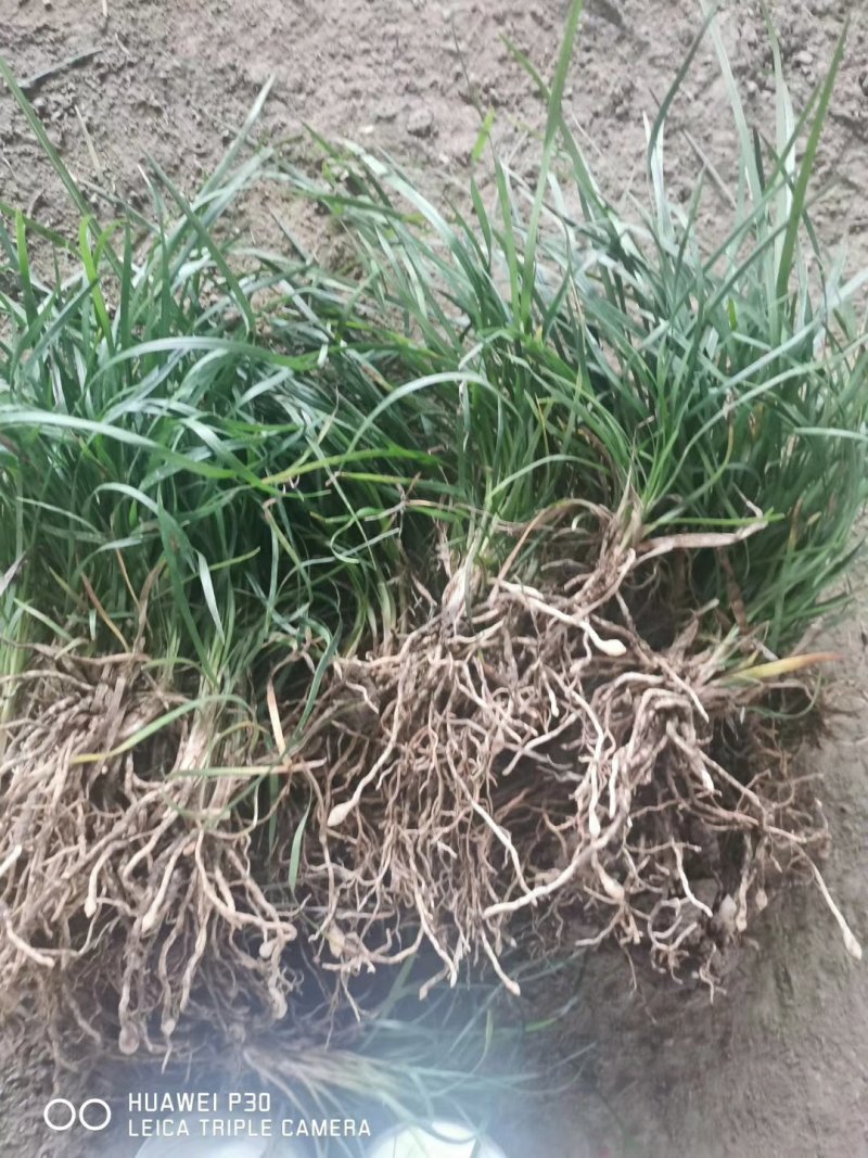 麦冬草，小叶麦冬草，金边麦冬草，银边麦冬草价格，玉龙草价