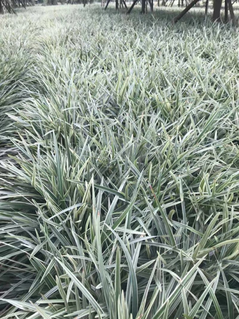 麦冬草，小叶麦冬草，金边麦冬草，银边麦冬草价格，玉龙草价