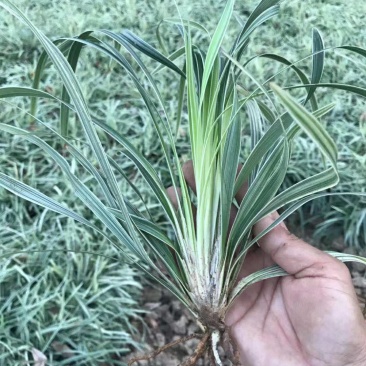 麦冬草，小叶麦冬草，金边麦冬草，银边麦冬草价格，玉龙草价
