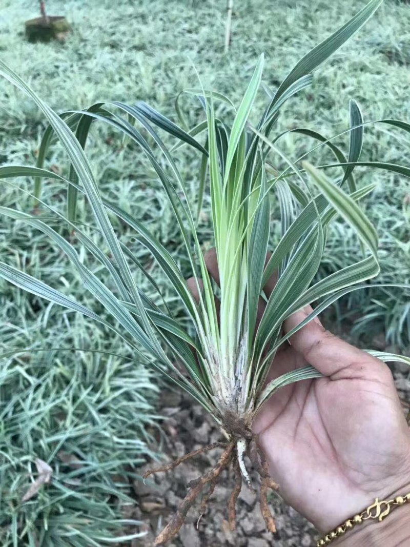 麦冬草，小叶麦冬草，金边麦冬草，银边麦冬草价格，玉龙草价