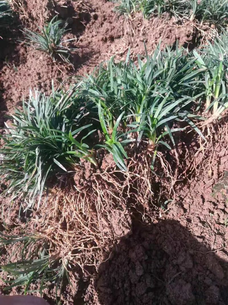 麦冬草，小叶麦冬草，金边麦冬草，银边麦冬草价格，玉龙草价
