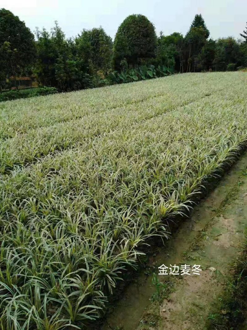 麦冬草，小叶麦冬草，金边麦冬草，银边麦冬草价格，玉龙草价
