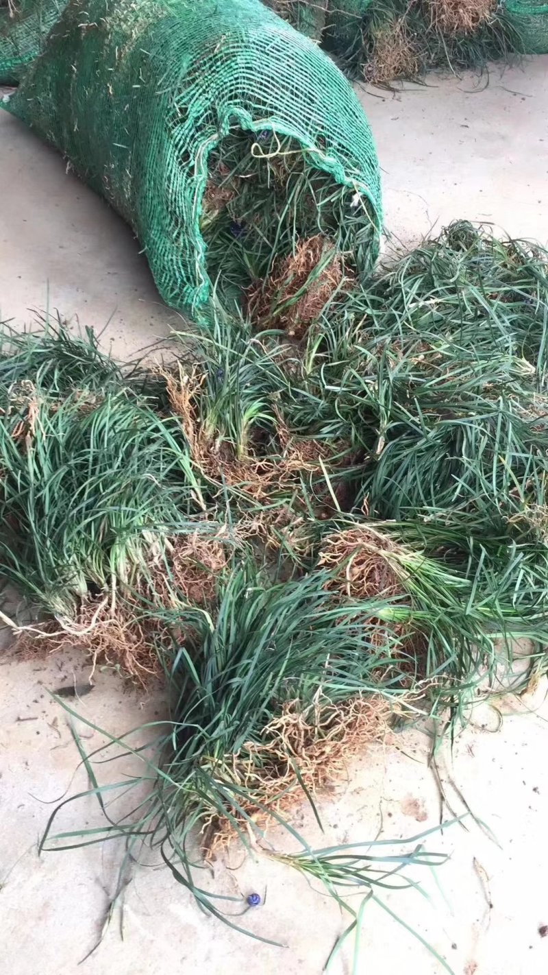 麦冬草，小叶麦冬草，金边麦冬草，银边麦冬草价格，玉龙草价