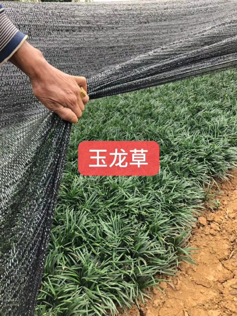 麦冬草，小叶麦冬草，金边麦冬草，银边麦冬草价格，玉龙草价