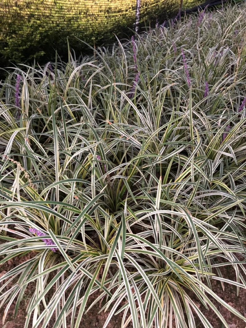 麦冬草，小叶麦冬草，金边麦冬草，银边麦冬草价格，玉龙草价