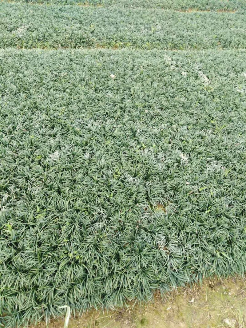 麦冬草，小叶麦冬草，金边麦冬草，银边麦冬草价格，玉龙草价