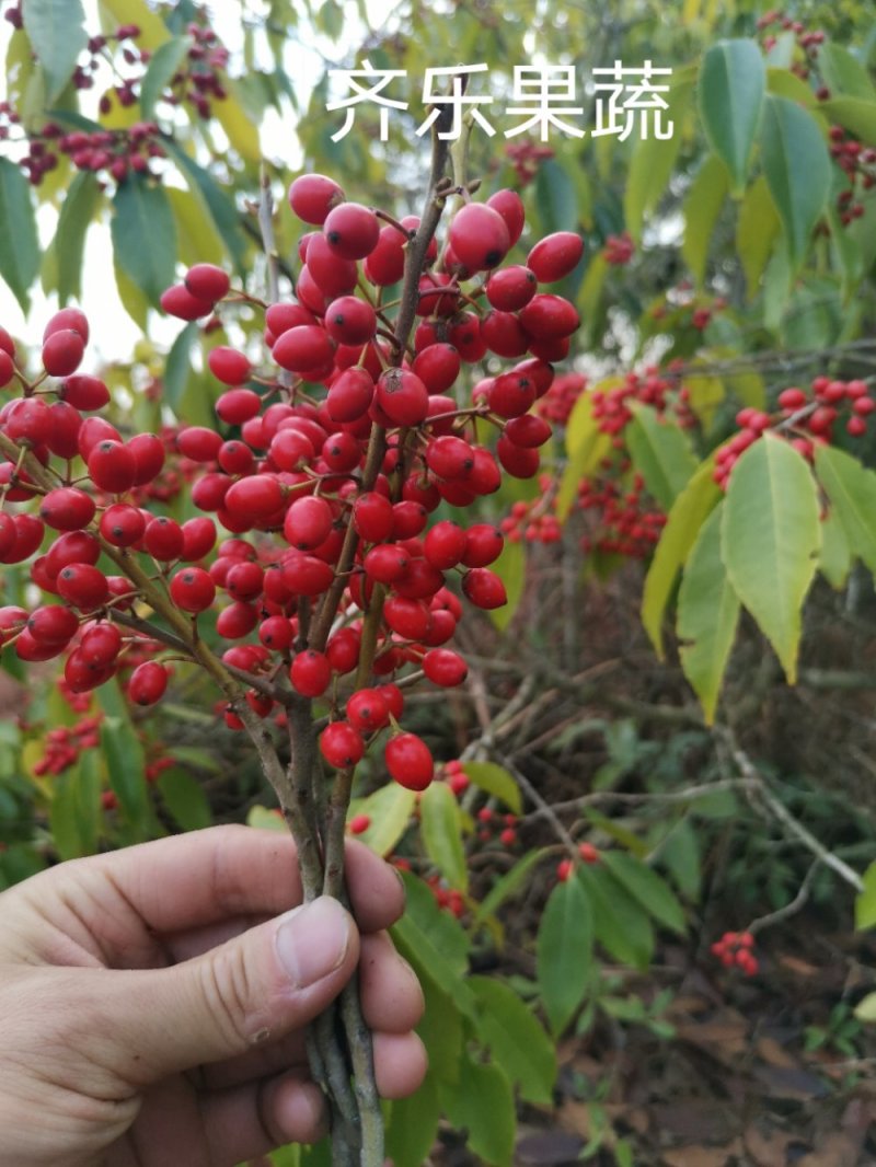 冬青铁冬青种苗山地实生挂果苗成活次年结果美色可餐