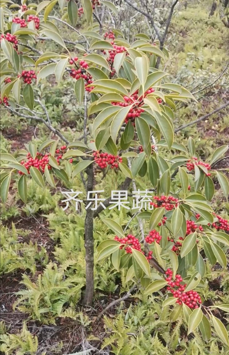冬青铁冬青种苗山地实生挂果苗成活次年结果美色可餐