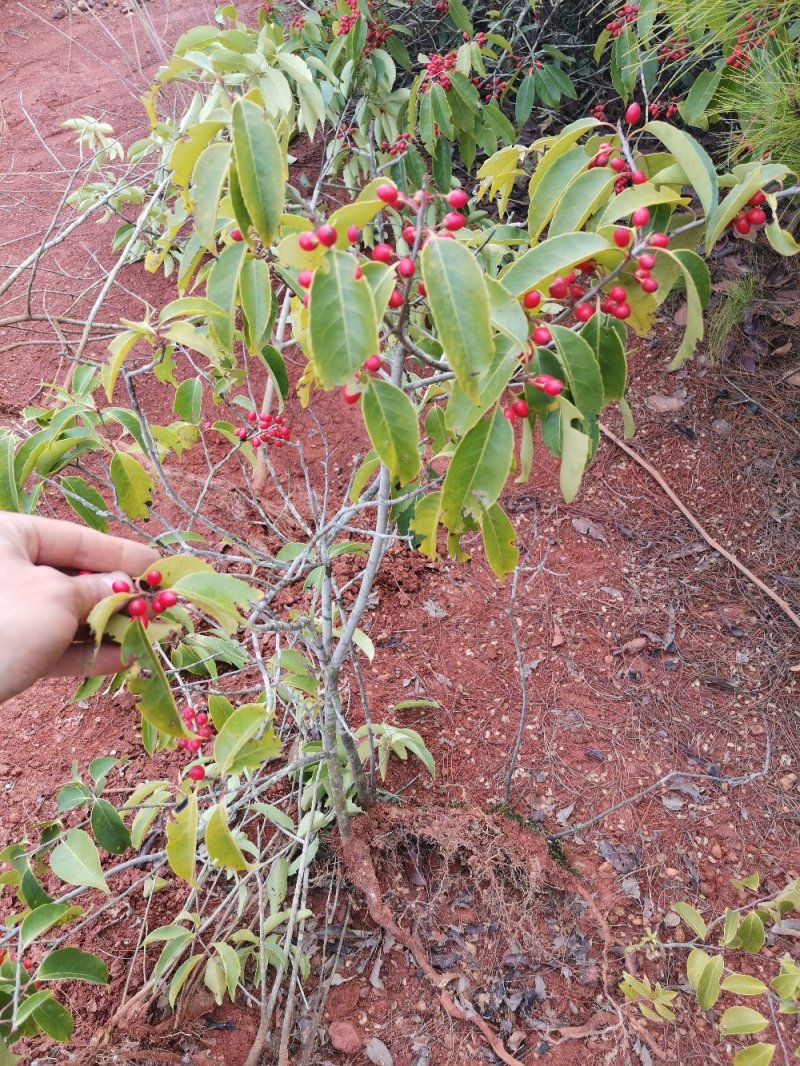 冬青铁冬青种苗山地实生挂果苗成活次年结果美色可餐
