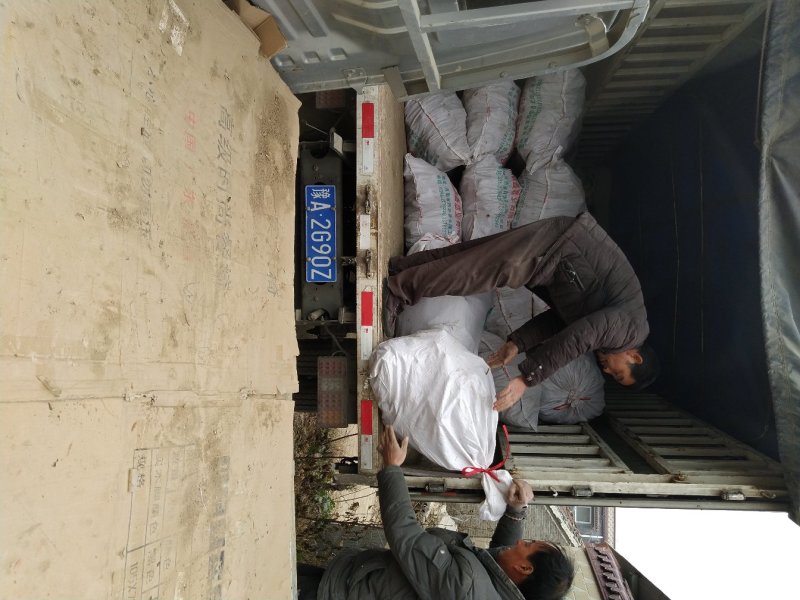 泡桐树兜泡桐树根苗泡桐树桩苗泡桐根桩苗