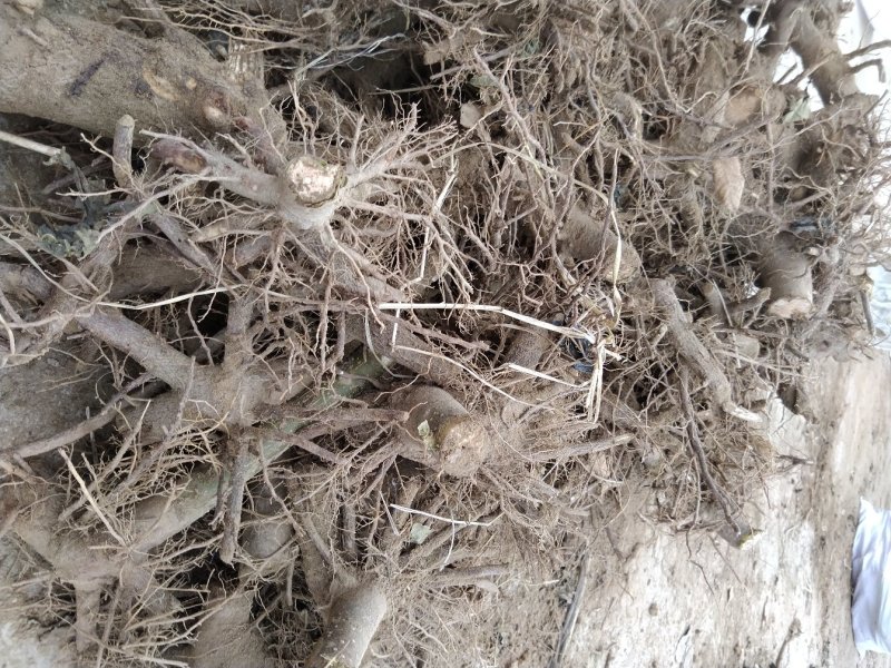 泡桐树兜泡桐树根苗泡桐树桩苗泡桐根桩苗