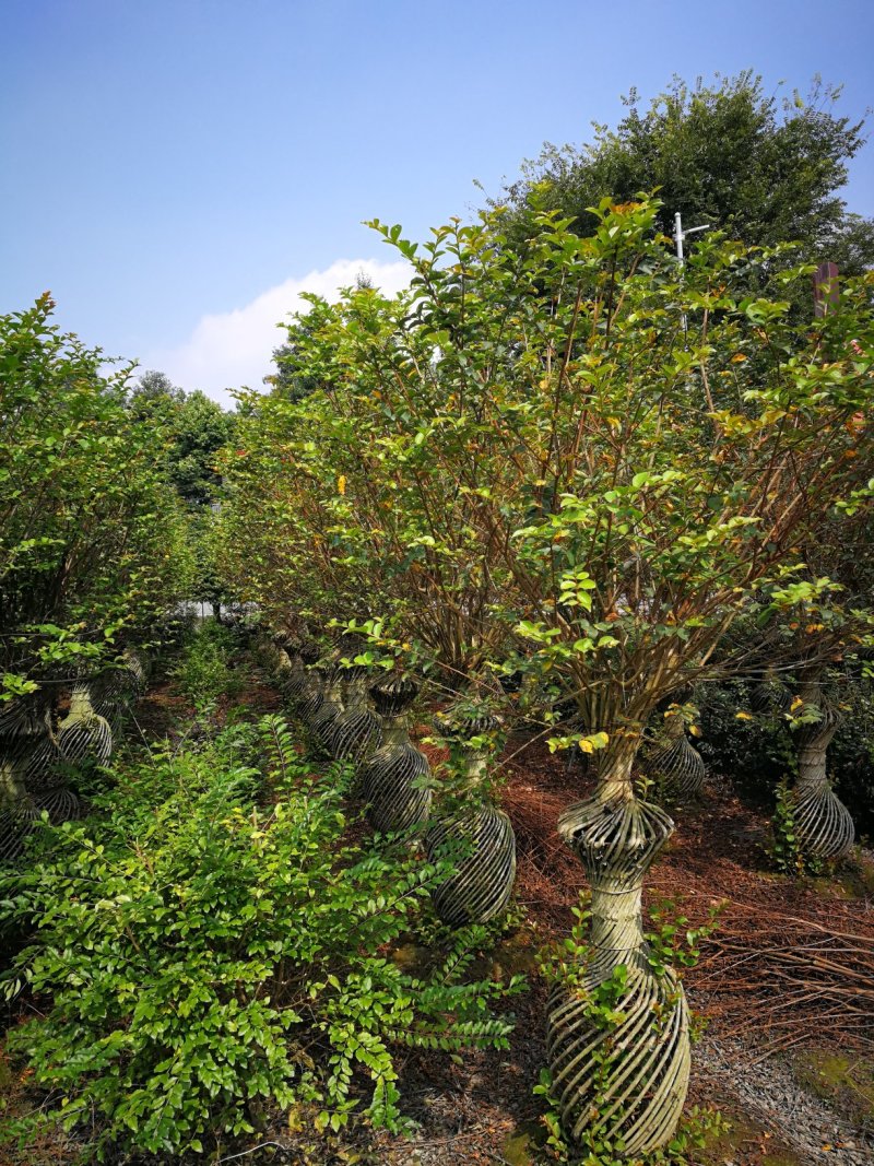 优质编织紫薇花瓶，四川花瓶基地出售，成都花瓶批发价格