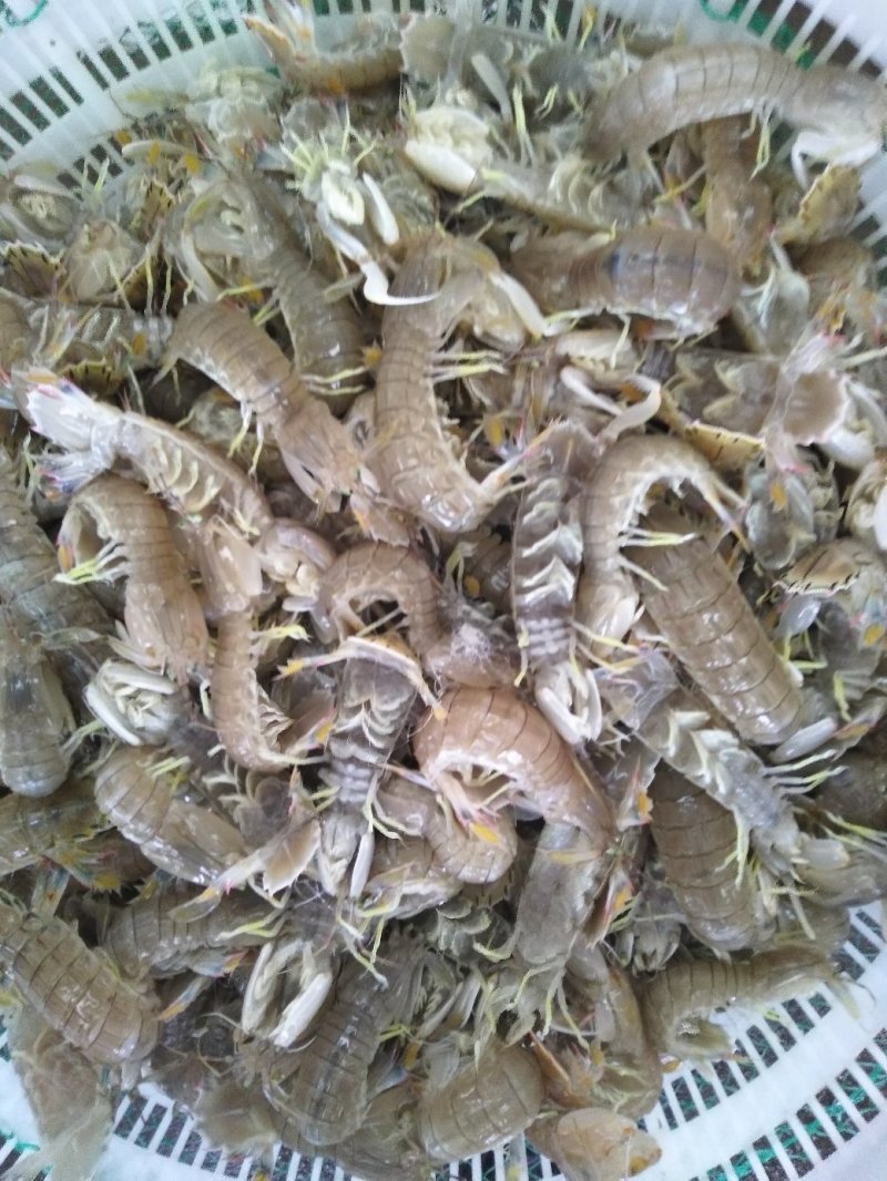 大号熟冻皮皮虾全母皮皮虾带黄虾爬子